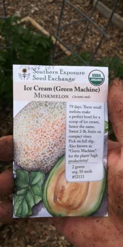 Ice Cream (Green Machine) Muskmelon
