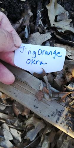 Jing Orange Okra