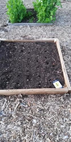 raised bed 4 (lima beans)