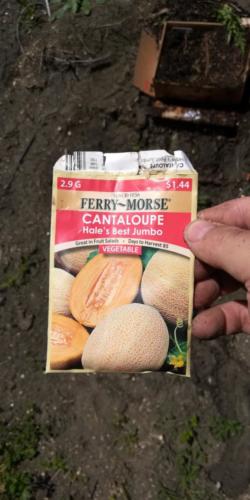 hales best cantaloupe seed 