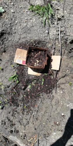 cardboard box filled with compost, planted with watermelon