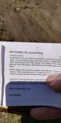 desert king watermelon seed