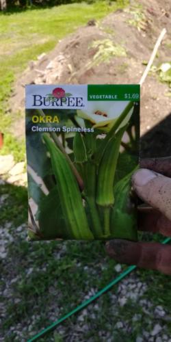 Clemson spineless okra seed
