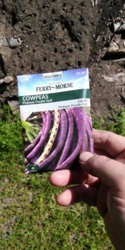 pinkeye purple hull cowpea seed