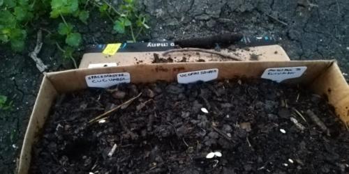 cardboard box filled with compost, planted with squash and cucumber