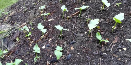 cowpea sprouts